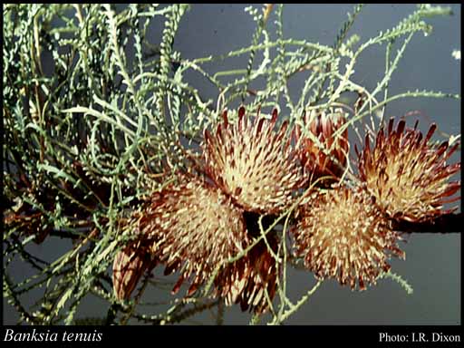 Photo of Banksia tenuis A.R.Mast & K.R.Thiele