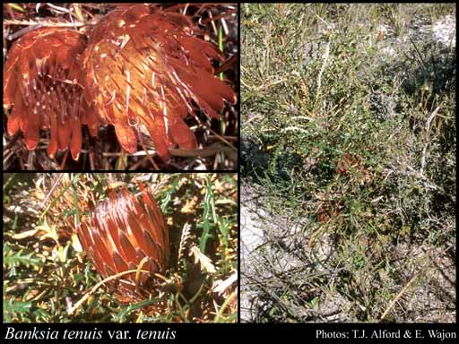 Photo of Banksia tenuis A.R.Mast & K.R.Thiele var. tenuis