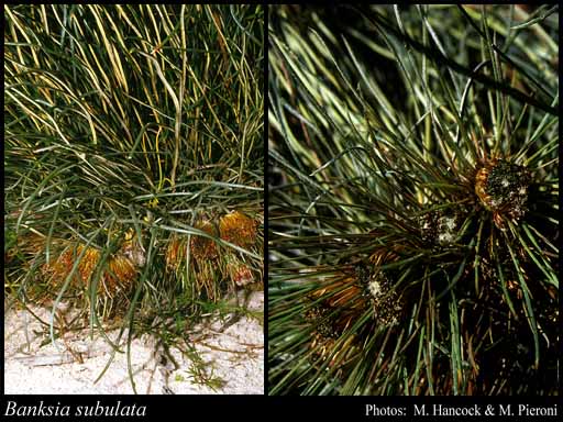 Photo of Banksia subulata (C.A.Gardner) A.R.Mast & K.R.Thiele