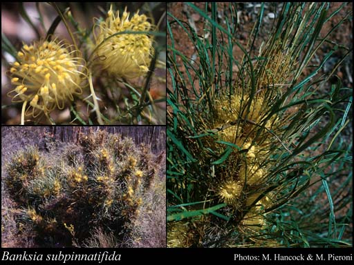 Photo of Banksia subpinnatifida (C.A.Gardner) A.R.Mast & K.R.Thiele