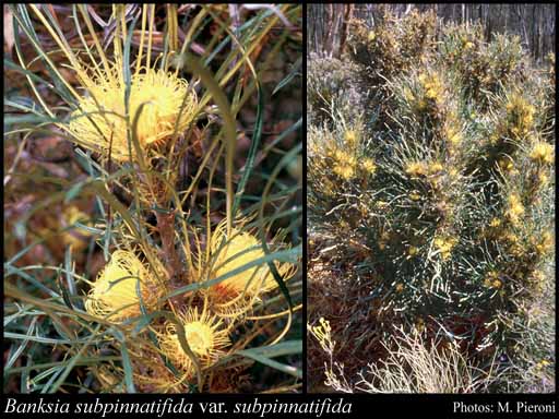 Photo of Banksia subpinnatifida (C.A.Gardner) A.R.Mast & K.R.Thiele var. subpinnatifida
