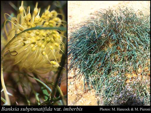 Photo of Banksia subpinnatifida var. imberbis (A.S.George) A.R.Mast & K.R.Thiele