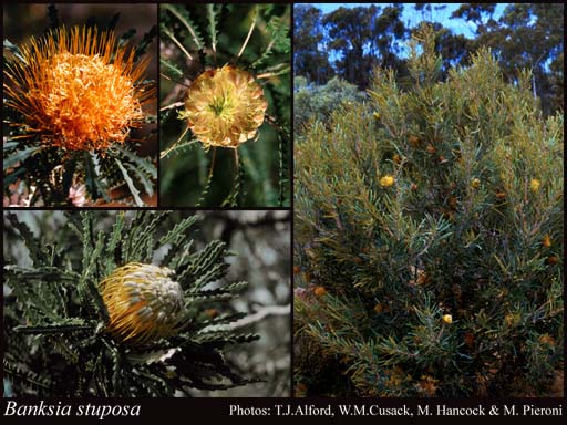 Photo of Banksia stuposa (Lindl.) A.R.Mast & K.R.Thiele