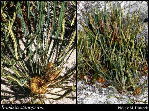 Photo of Banksia stenoprion (Meisn.) A.R.Mast & K.R.Thiele