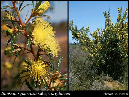 Photograph of Banksia squarrosa subsp. argillacea (A.S.George) A.R.Mast & K.R.Thiele