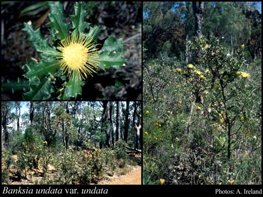 Photo of Banksia undata A.R.Mast & K.R.Thiele var. undata