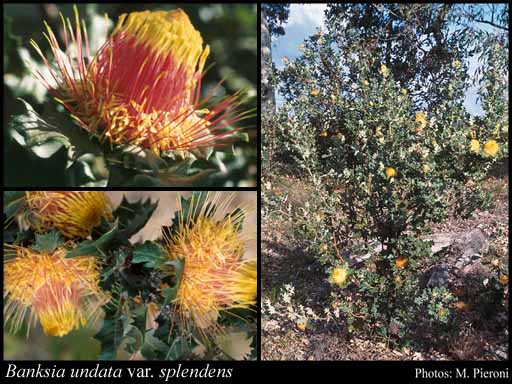 Photo of Banksia undata var. splendens (A.S.George) A.R.Mast & K.R.Thiele