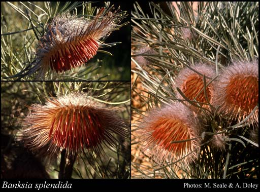 Photograph of Banksia splendida A.R.Mast & K.R.Thiele