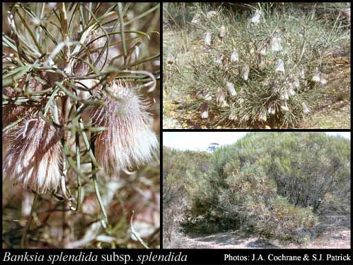 Photograph of Banksia splendida A.R.Mast & K.R.Thiele subsp. splendida