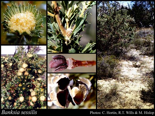 Photo of Banksia sessilis (Knight) A.R.Mast & K.R.Thiele