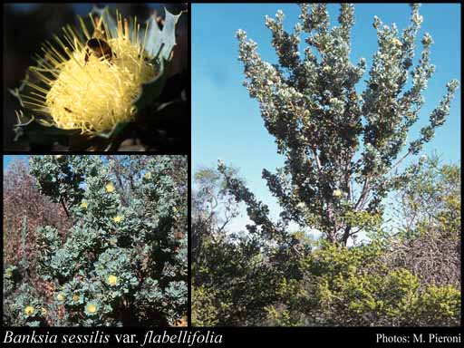 Photograph of Banksia sessilis var. flabellifolia (A.S.George) A.R.Mast & K.R.Thiele