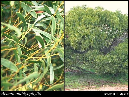 Photograph of Acacia amblyophylla F.Muell.