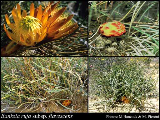 Photograph of Banksia rufa subsp. flavescens (A.S.George) A.R.Mast & K.R.Thiele