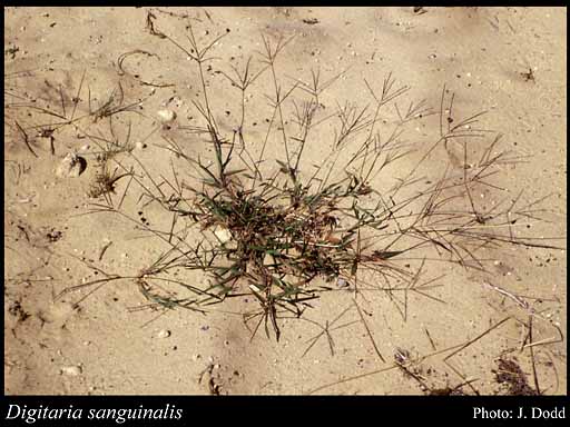 Photo of Digitaria sanguinalis (L.) Scop.