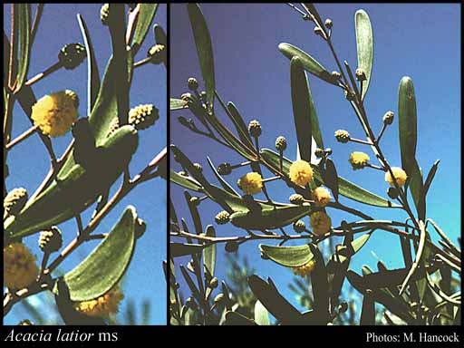 Photograph of Acacia latior (R.S.Cowan & Maslin) Maslin & Buscumb