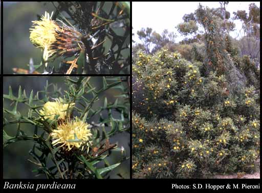 Photograph of Banksia purdieana (Diels) A.R.Mast & K.R.Thiele
