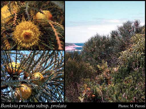Photograph of Banksia prolata A.R.Mast & K.R.Thiele subsp. prolata