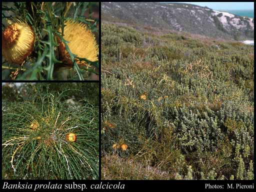 Photograph of Banksia prolata subsp. calcicola (A.S.George) A.R.Mast & K.R.Thiele