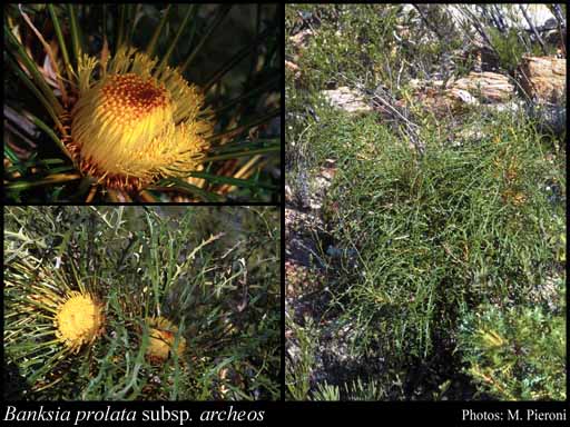 Photograph of Banksia prolata subsp. archeos (A.S.George) A.R.Mast & K.R.Thiele