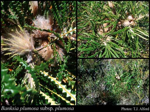 Photograph of Banksia plumosa (R.Br.) A.R.Mast & K.R.Thiele subsp. plumosa