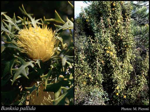Photograph of Banksia pallida (A.S.George) A.R.Mast & K.R.Thiele
