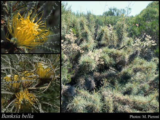 Photo of Banksia bella A.R.Mast & K.R.Thiele