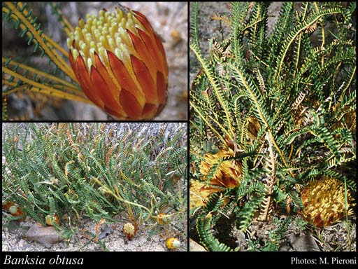 Photograph of Banksia obtusa (R.Br.) A.R.Mast & K.R.Thiele