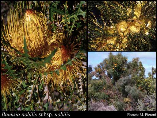 Photograph of Banksia nobilis (Lindl.) A.R.Mast & K.R.Thiele subsp. nobilis