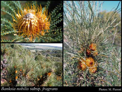 Photograph of Banksia nobilis subsp. fragrans (A.S.George) A.R.Mast & K.R.Thiele