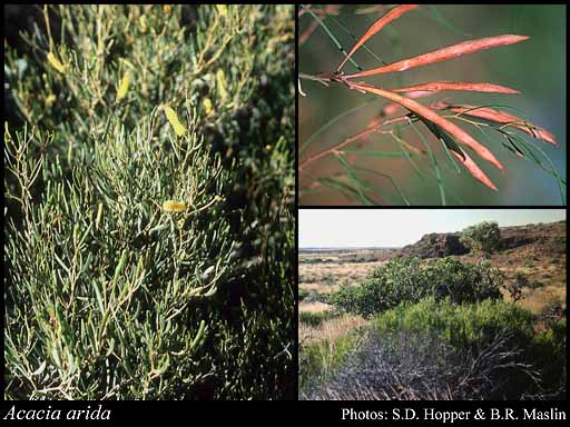 Photograph of Acacia arida Benth.