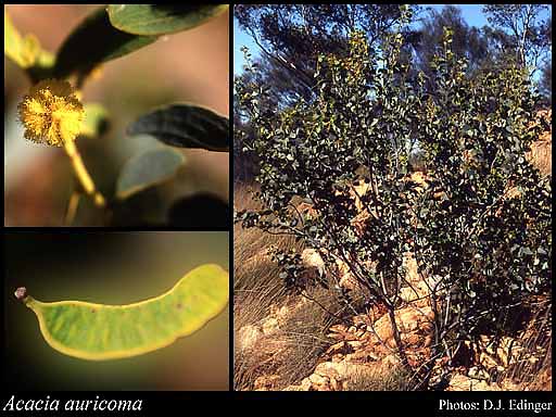 Photograph of Acacia auricoma Maslin