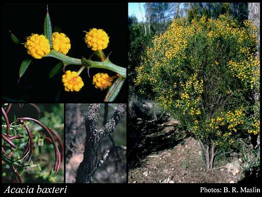 Photograph of Acacia baxteri Benth.
