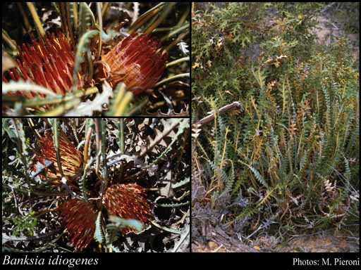 Photograph of Banksia idiogenes (A.S.George) A.R.Mast & K.R.Thiele