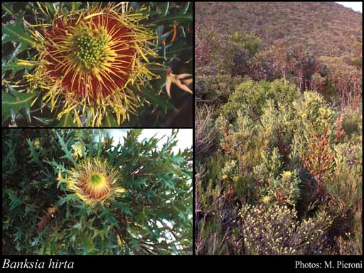 Photograph of Banksia hirta A.R.Mast & K.R.Thiele