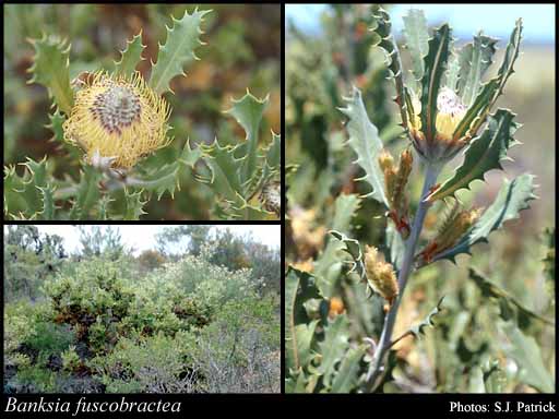 Photograph of Banksia fuscobractea (A.S.George) A.R.Mast & K.R.Thiele