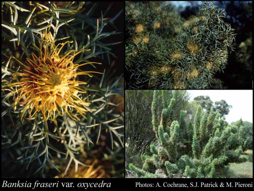 Photograph of Banksia fraseri var. oxycedra (A.S.George) A.R.Mast & K.R.Thiele