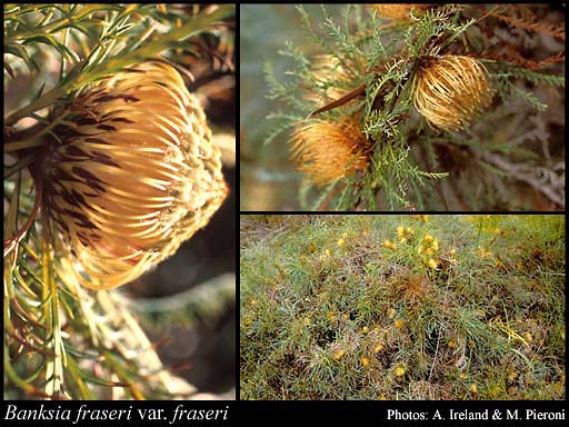 Photograph of Banksia fraseri (R.Br.) A.R.Mast & K.R.Thiele var. fraseri