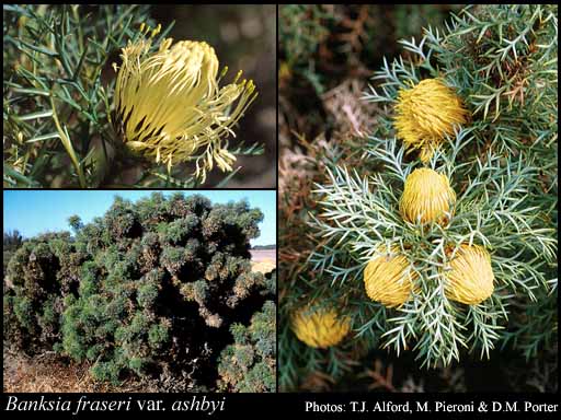 Photograph of Banksia fraseri var. ashbyi (B.L.Burtt) A.R.Mast & K.R.Thiele
