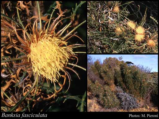 Photograph of Banksia fasciculata (A.S.George) A.R.Mast & K.R.Thiele