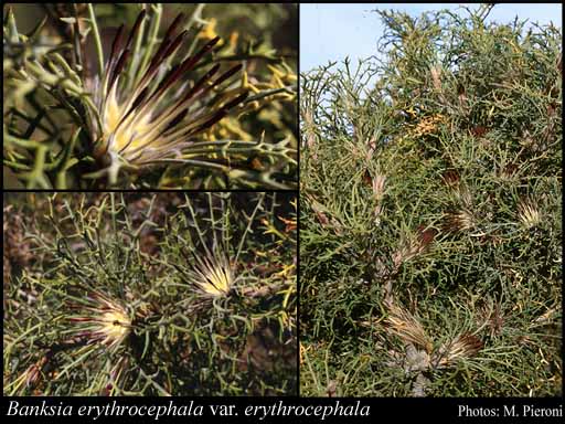 Photograph of Banksia erythrocephala (C.A.Gardner) A.R.Mast & K.R.Thiele var. erythrocephala