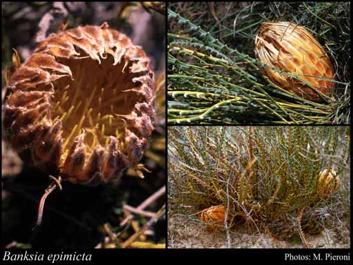 Photograph of Banksia epimicta (A.S.George) A.R.Mast & K.R.Thiele