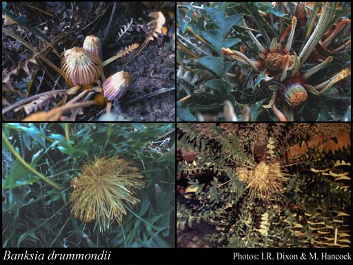 Photograph of Banksia drummondii (Meisn.) A.R.Mast & K.R.Thiele