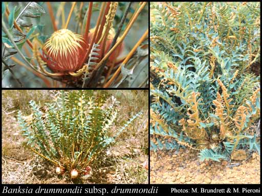 Photograph of Banksia drummondii (Meisn.) A.R.Mast & K.R.Thiele subsp. drummondii