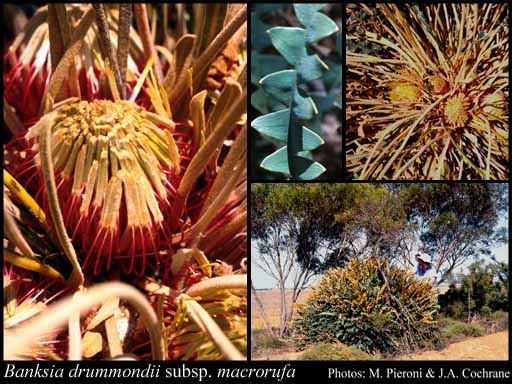 Photograph of Banksia drummondii subsp. macrorufa (A.S.George) A.R.Mast & K.R.Thiele