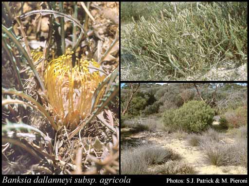 Photograph of Banksia dallanneyi subsp. agricola (A.S.George) A.R.Mast & K.R.Thiele