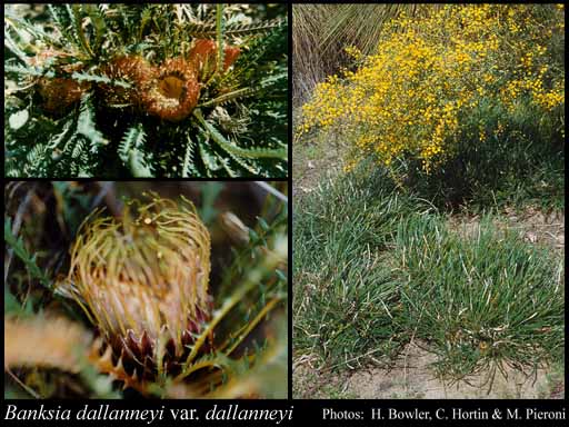 Photograph of Banksia dallanneyi A.R.Mast & K.R.Thiele subsp. dallanneyi var. dallanneyi