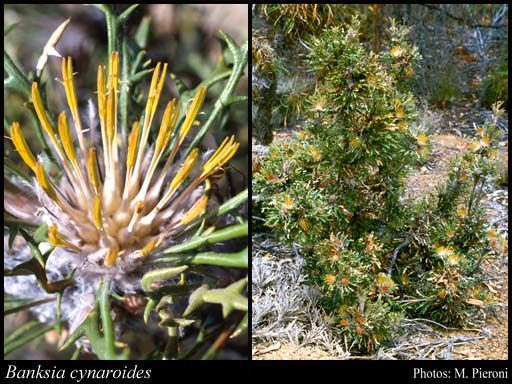 Photograph of Banksia cynaroides (C.A.Gardner) A.R.Mast & K.R.Thiele