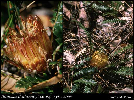 Photograph of Banksia dallanneyi subsp. sylvestris (A.S.George) A.R.Mast & K.R.Thiele