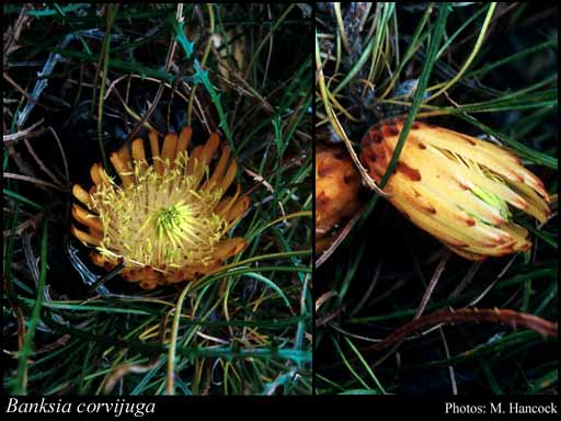 Photograph of Banksia corvijuga (A.S.George) A.R.Mast & K.R.Thiele