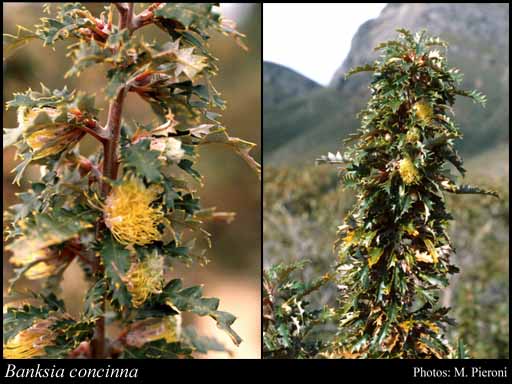 Photograph of Banksia concinna (R.Br.) A.R.Mast & K.R.Thiele